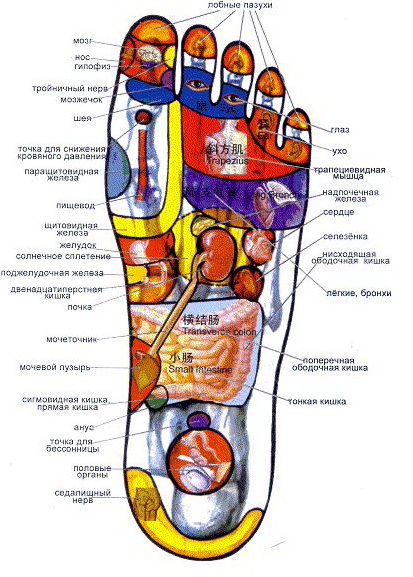 рефлексорные зоны ног